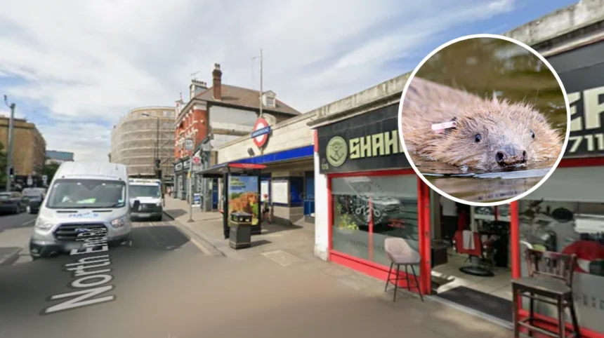 Beavers Save London Tube Station from Flooding: West London 2026