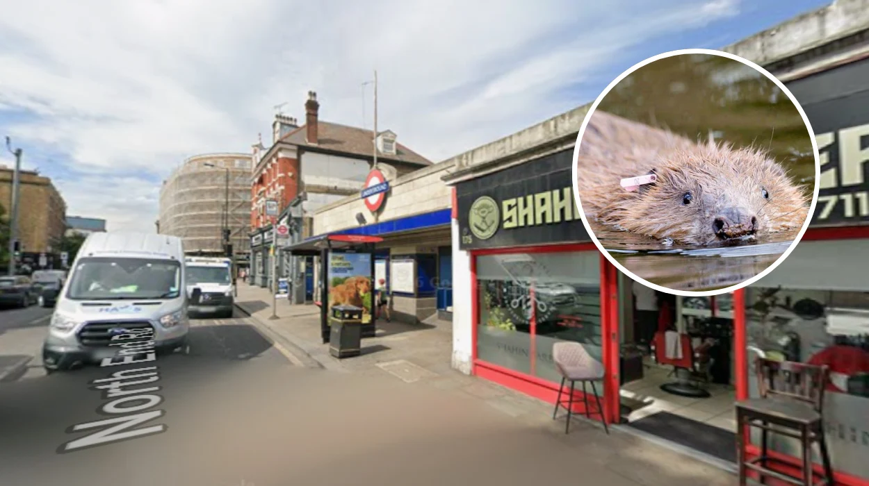 Beavers Save London Tube Station from Flooding: West London 2026