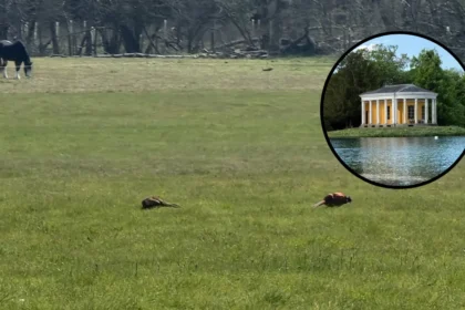 Bridgerton Filming Location West Wycombe Park Reopens: High Wycombe 2026