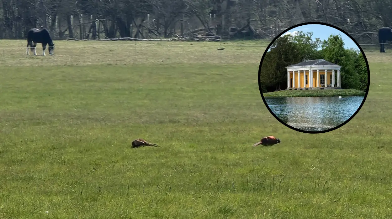 Bridgerton Filming Location West Wycombe Park Reopens: High Wycombe 2026