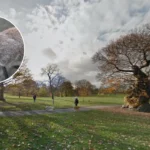 Grey Squirrels in London Parks 2026