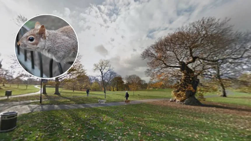 Grey Squirrels in London Parks 2026