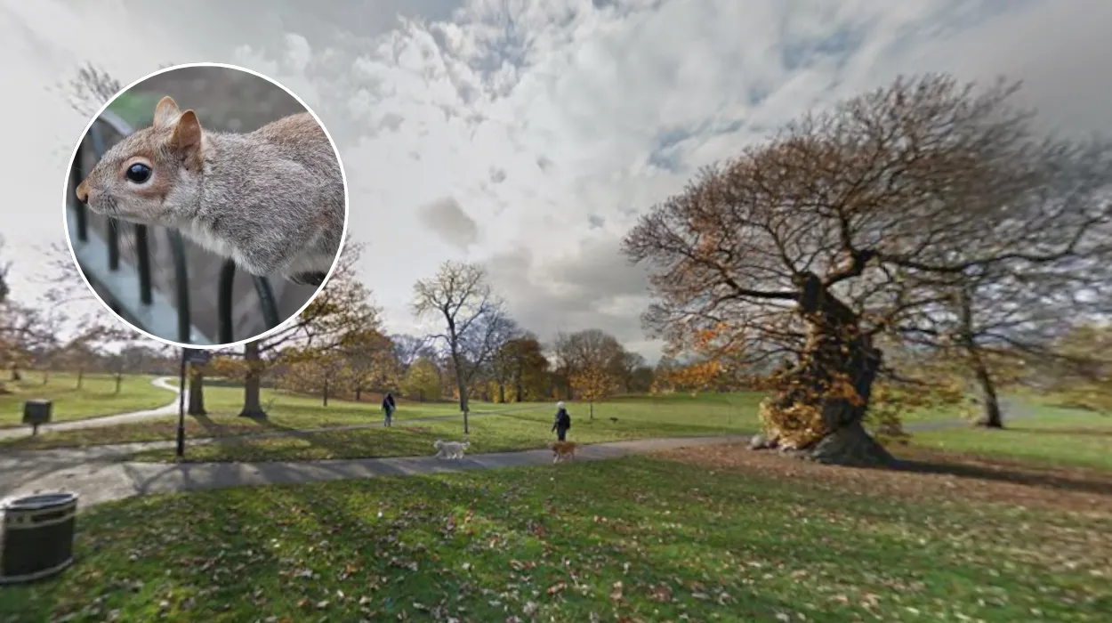 Grey Squirrels in London Parks 2026
