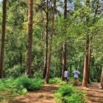 Hidden South London Park with Waterfall and Café Coombe Wood, Croydon 2026