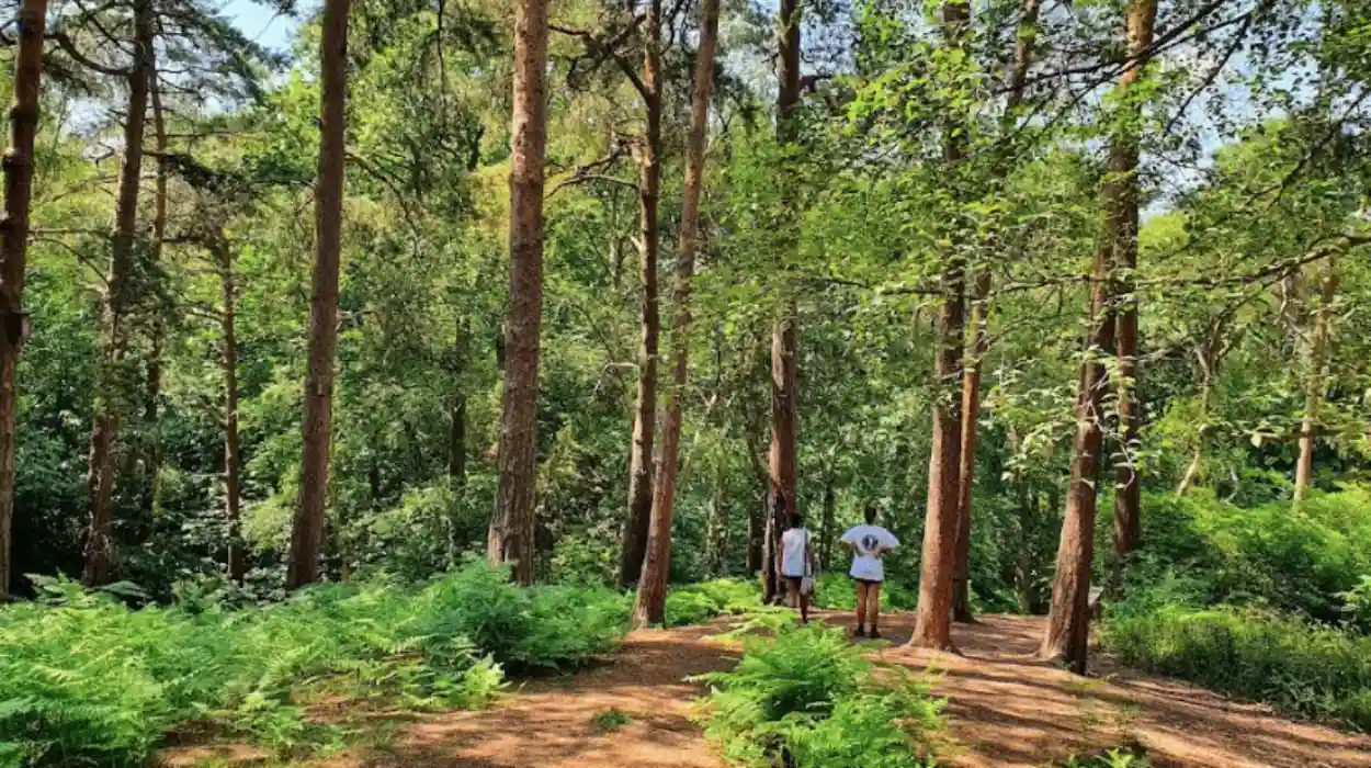 Hidden South London Park with Waterfall and Café Coombe Wood, Croydon 2026