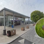 How West London Beavers Stopped Railway Station Flooding Ealing 2026