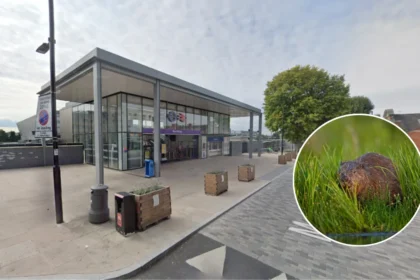 How West London Beavers Stopped Railway Station Flooding Ealing 2026