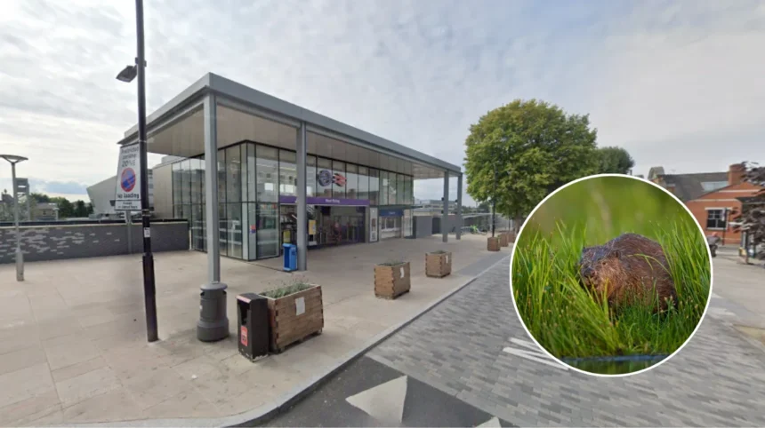 How West London Beavers Stopped Railway Station Flooding Ealing 2026