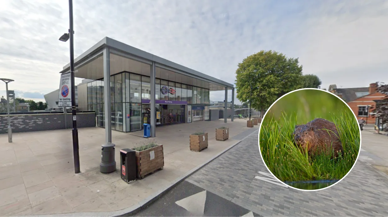 How West London Beavers Stopped Railway Station Flooding Ealing 2026