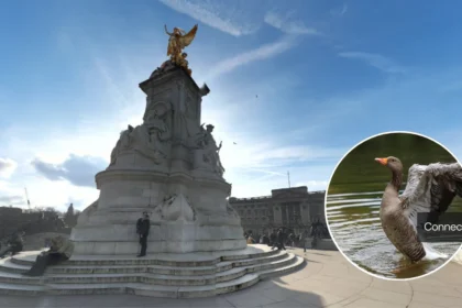 Waterfowl and Historic Pelican Hatchings at St James’s Park London 2026