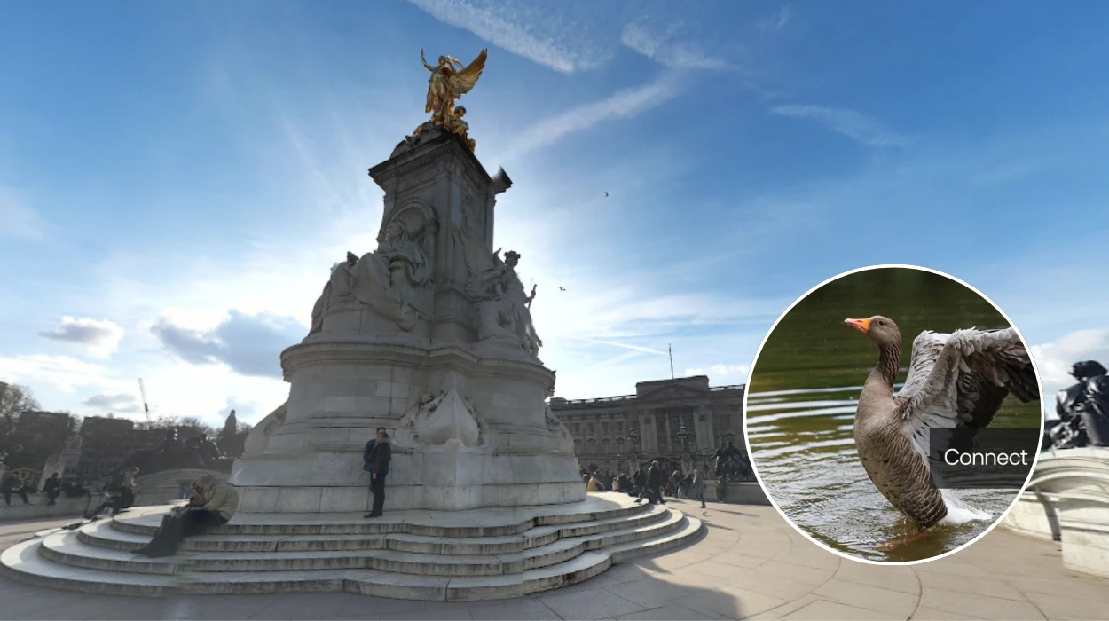 Waterfowl and Historic Pelican Hatchings at St James’s Park London 2026