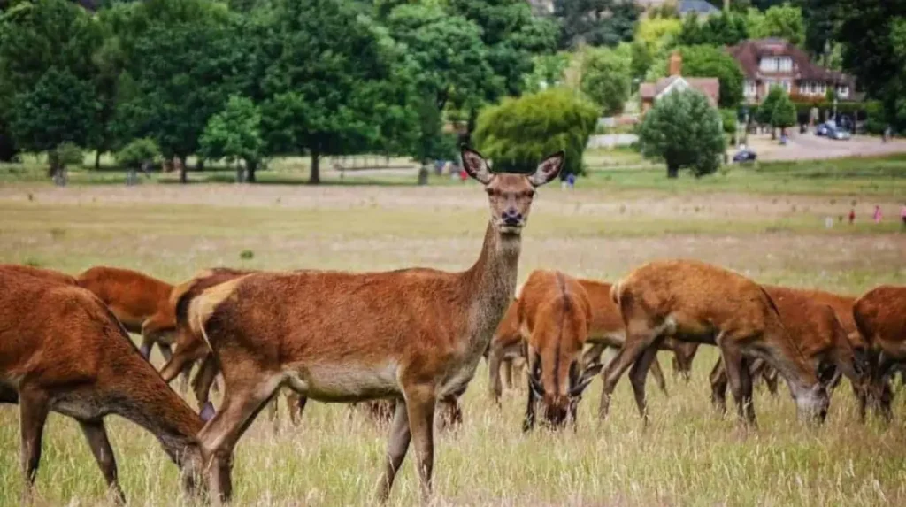 Why does London have so many peaceful hidden attractions and parks