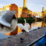 Grand Union Canal Axe Attack Investigation in West London 2026