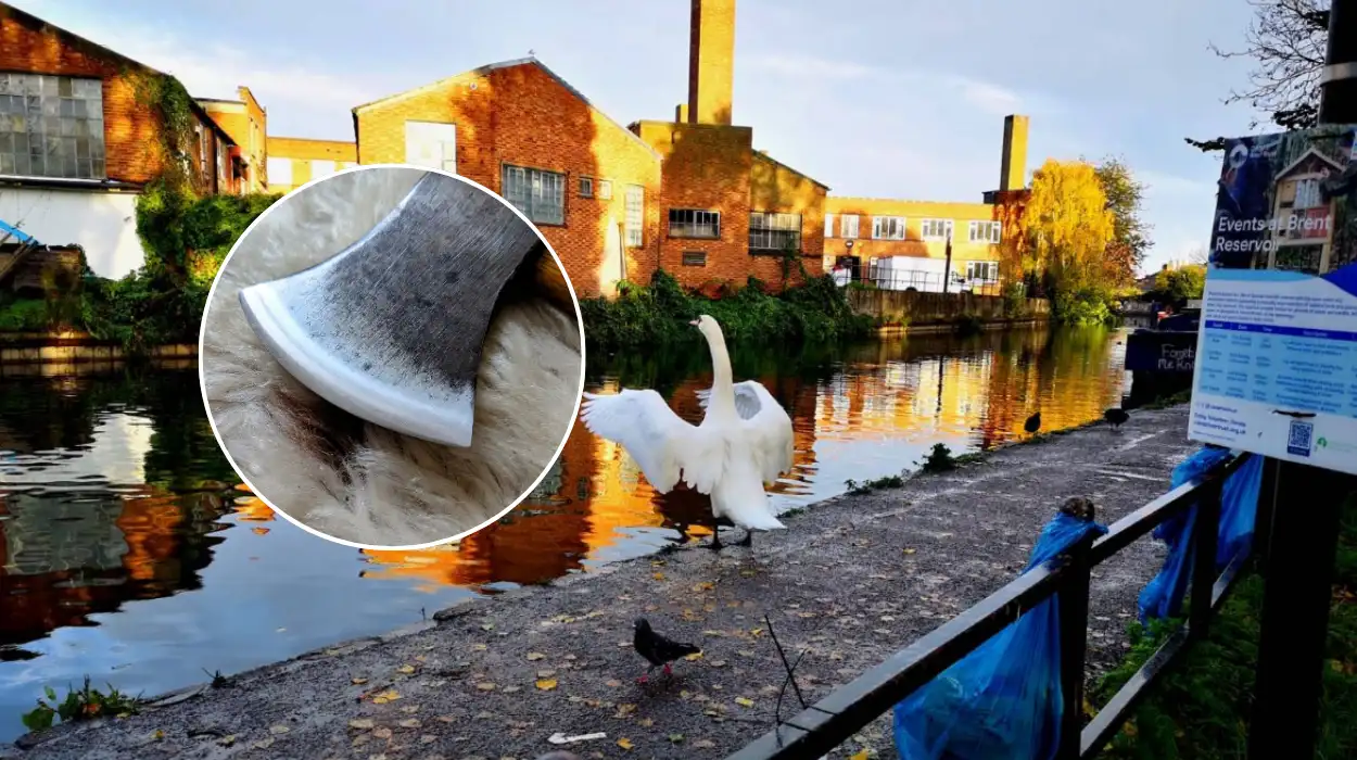 Grand Union Canal Axe Attack Investigation in West London 2026