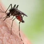 Invasive Mosquitoes Found Breeding in East London 2026