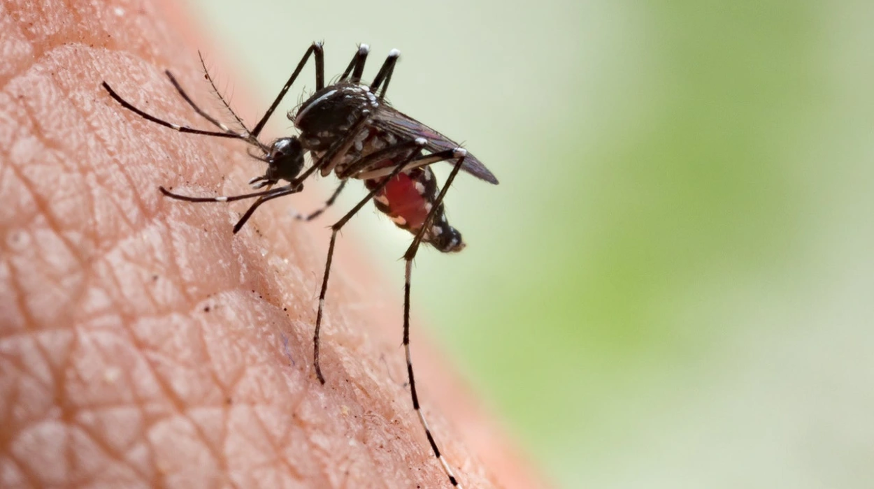 Invasive Mosquitoes Found Breeding in East London 2026