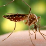 Invasive Mosquitoes Found in East London Homes 2026