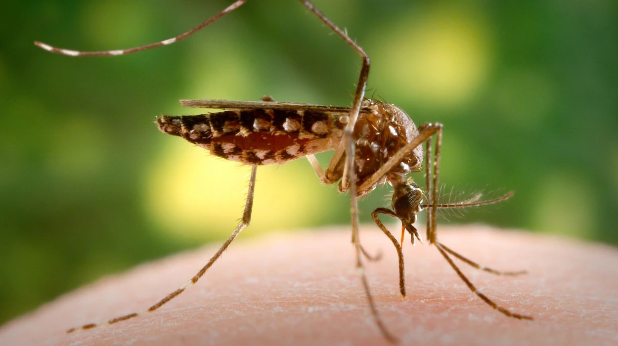 Invasive Mosquitoes Found in East London Homes 2026